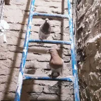 کفتر طوقی آبی