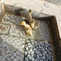 جوجه قوغاز