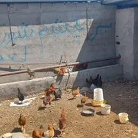 جوجه خروس ۵ماهه|پرنده|مشهد, لقمانی|دیوار