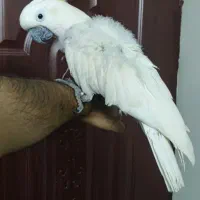 کاکادو نر