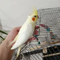 جوجه عروس