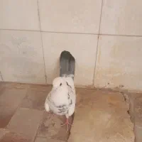 کفتر ماده 2تا فروشی