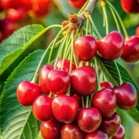 فروش گیلاس(اجاره بهره)