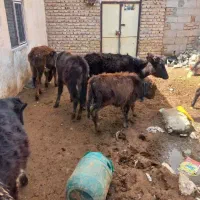 گوساله