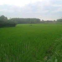 زمین ۲۰۰ متری در مهرشهر