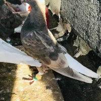 اشعل نر
