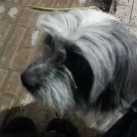 سگ برای فروش