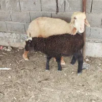 میش و بره