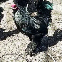 فروش خروس مرندی