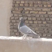 ماده خرقه روس ابری
