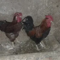 دوتا خروس محلی سنگین وجوان قرمز مشکی هستن