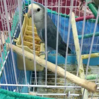 طوطی برزیلی