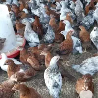 جوجه سه ماهه از بهترین نژاد گلپایگان کاکلی گلین