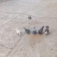 کفتر|پرنده|سرخس, |دیوار
