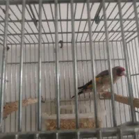 سهره کرمانی دورگ نر بخون شرطی دهن دار