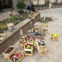 کلیه کارهای باغبانی وسمپاشی گل وگیاه