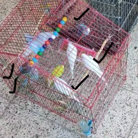 مرغ عشق