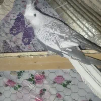 عروس هلندی ماده