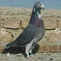 کبوتر و قفس..