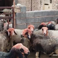 فروش میشو شیشک