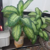 گل زینتی وزیبا