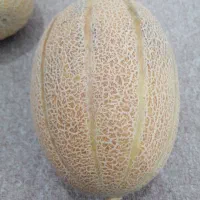 فروش خربزه جانا درجه یک