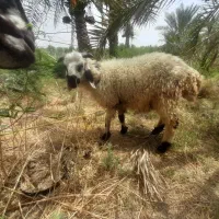 برره نر یک ساله نژاد دار