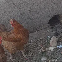 ۲عددمرغ جوان بشرط تخم