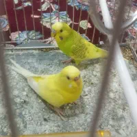 مرغ عشق جفت