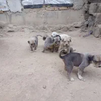 واگذاری توله پژدر
