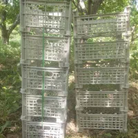 سبد گیلاس فروشی تکی و عمده