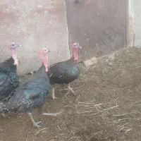 بوقلمون نر وماده