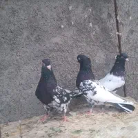 کبوتر کله ای
