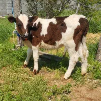 گوساله هلشتاین نر خوراک خور از تلیسه گاو