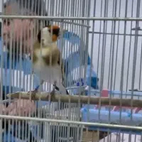 سهره بهاره جفت خور دوساله سرما کشیده