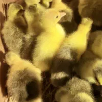 جوجه غاز محلی