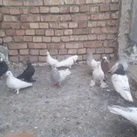 کبوتر|پرنده|مرند, |دیوار