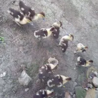 جوجه اردک اسرائیلی