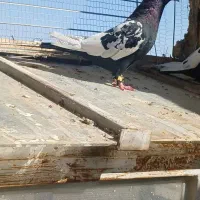 جان اردن  کربلی سینه