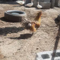 خروس