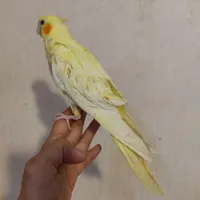عروس هلندی تازه دون خور شده