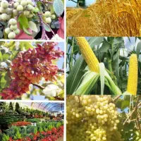 باغ، مزارع و گلخانه های خود را حرفه‌ای تغذیه کنید