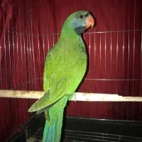طوطی خاص و کمیاب