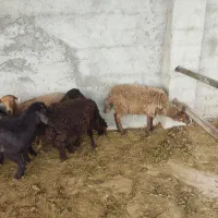 بره  نر جهت داشت یا کشتار