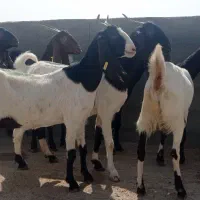 بز پاکستانی آبستن
