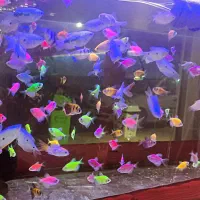 کالر ویدو زبرا گوپی