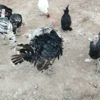 بوقلمون