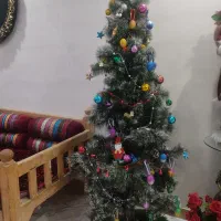 درخت کاج کریسمس