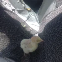 جوجه بوقلمون
