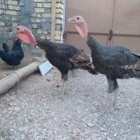 فروش فوری مرغ و بو قلمون